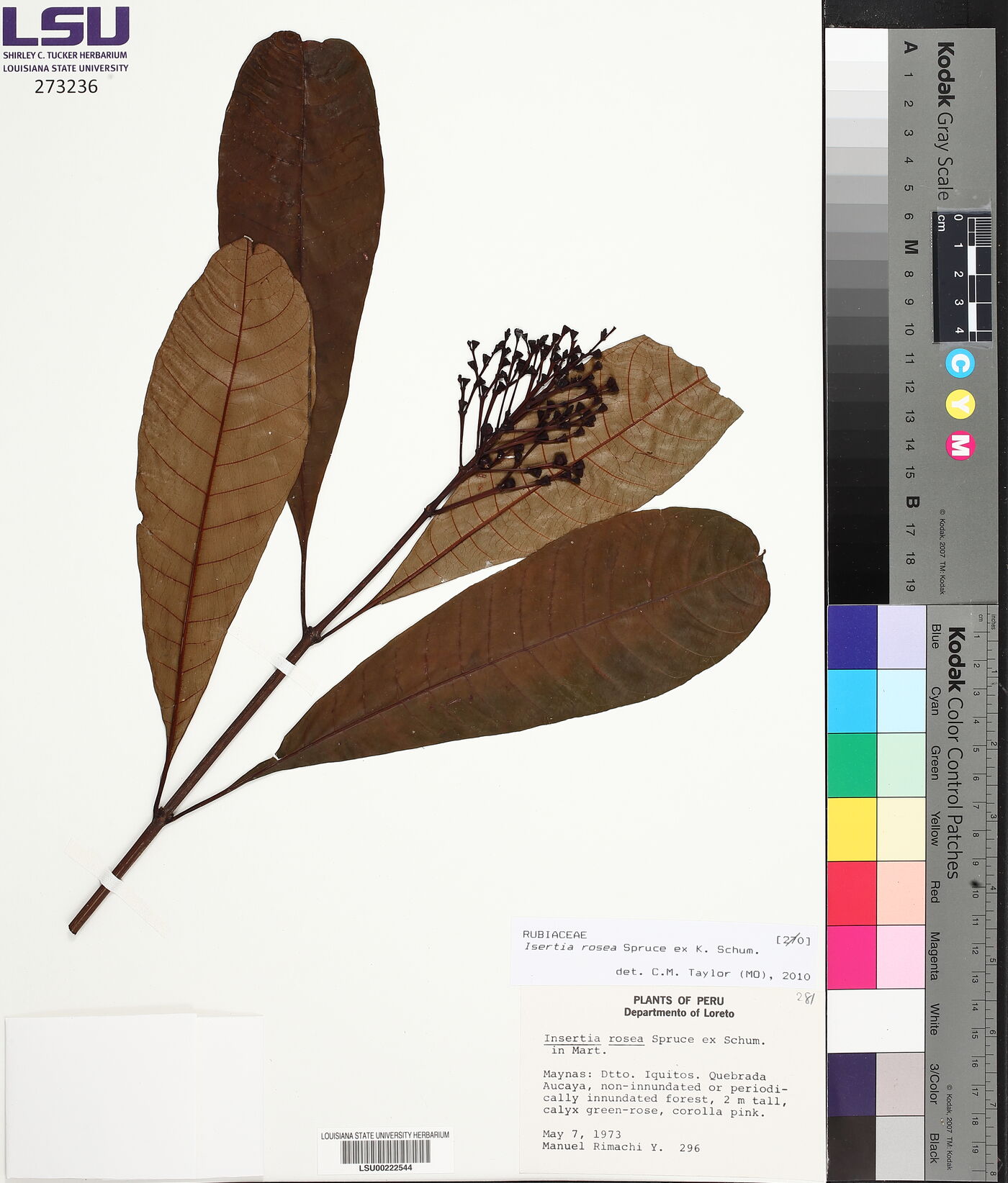 Isertia rosea image