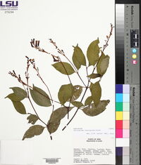 Palicourea fastigiata image