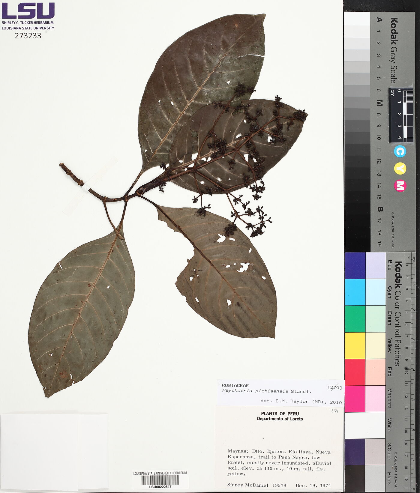Psychotria pichisensis image