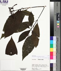 Palicourea lachnantha image
