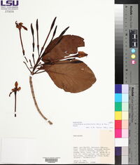 Cosmibuena grandiflora image