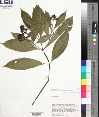 Psychotria capitata image