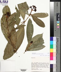 Faramea miconioides image