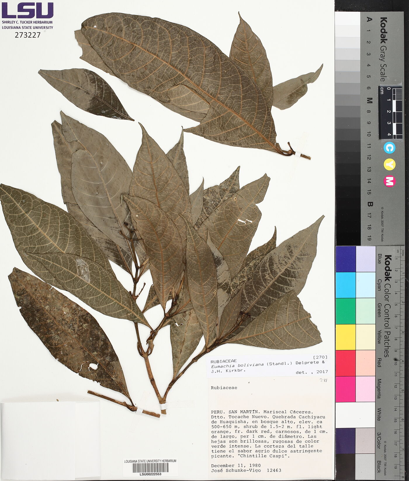 Eumachia boliviana image
