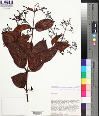 Ferdinandusa chlorantha image