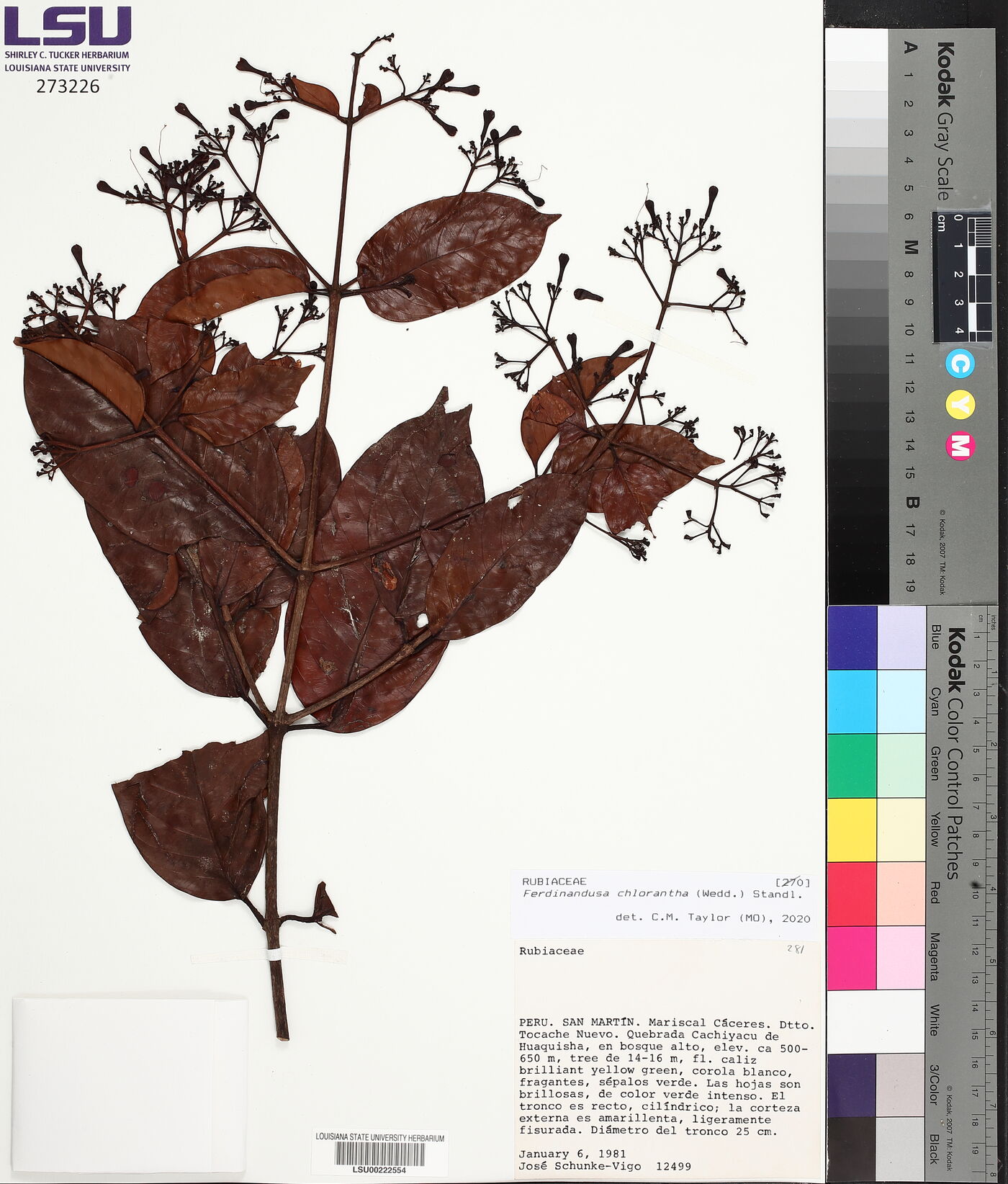 Ferdinandusa chlorantha image