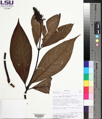 Palicourea triphylla image