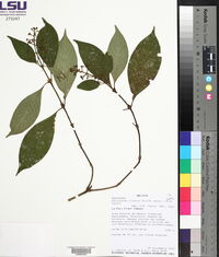Palicourea tristis image