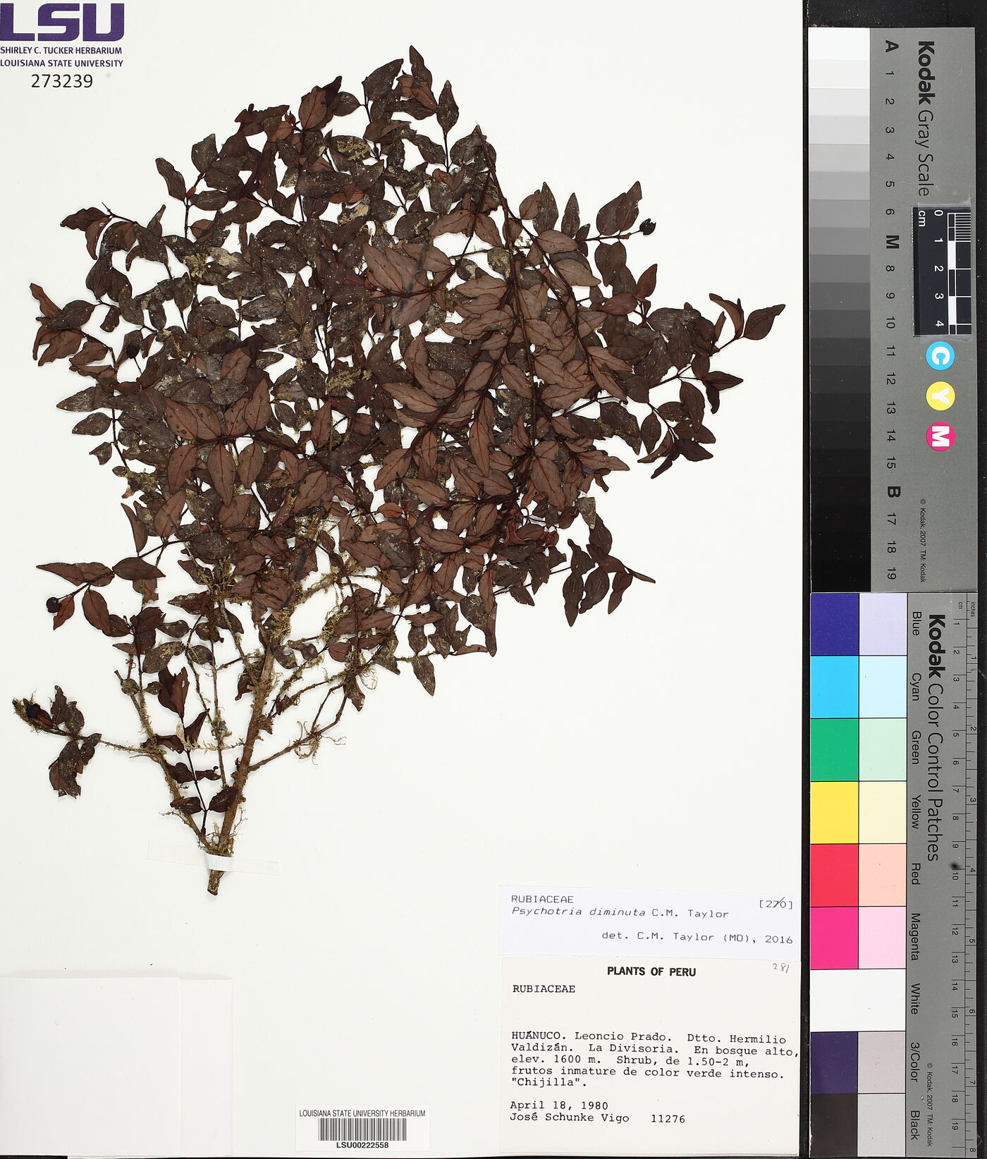 Psychotria diminuta image