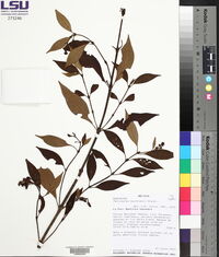 Media resource of Palicourea buchtienii