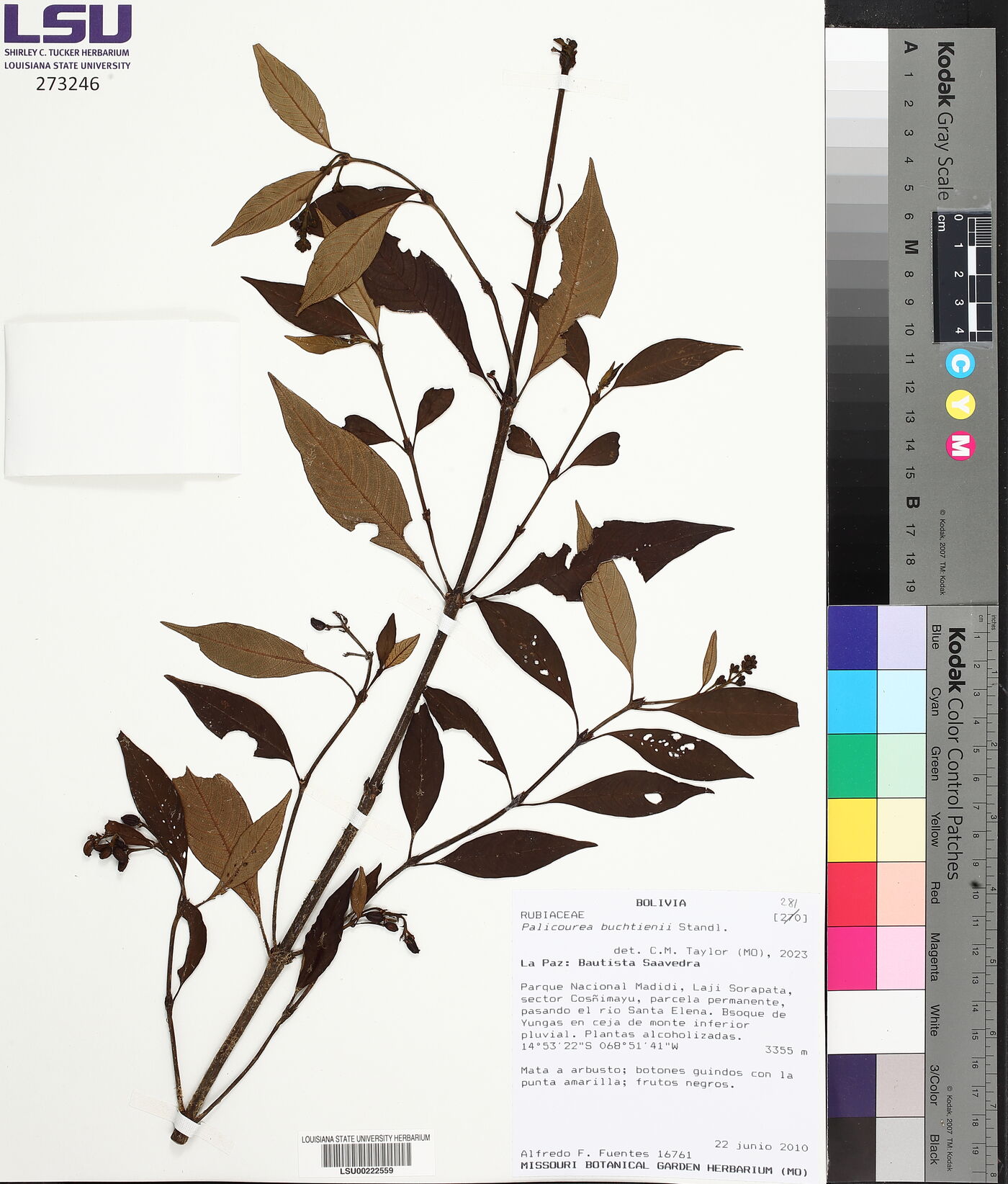 Palicourea buchtienii image