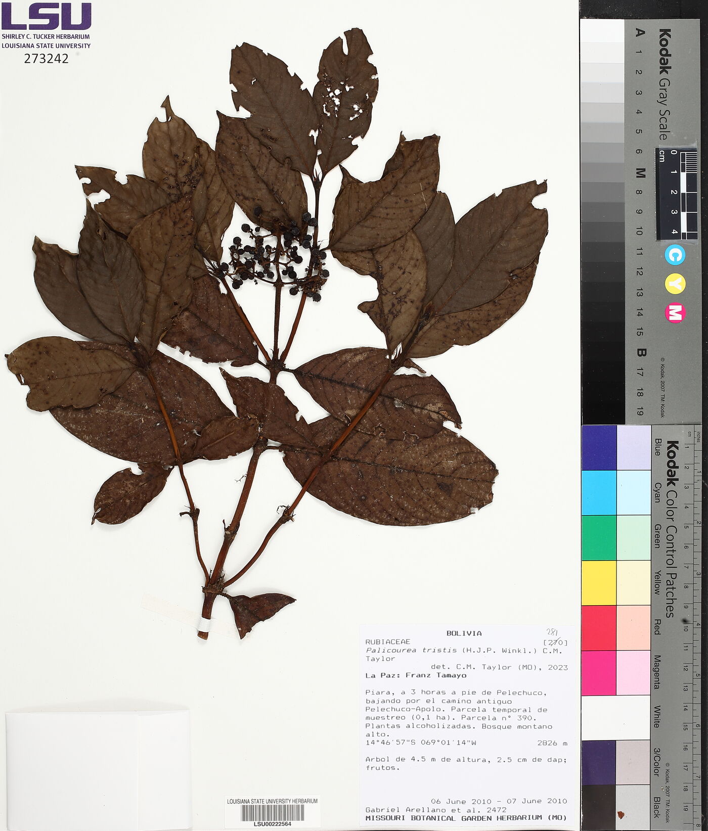 Palicourea tristis image