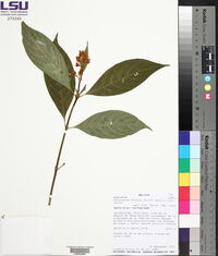 Palicourea tristis image