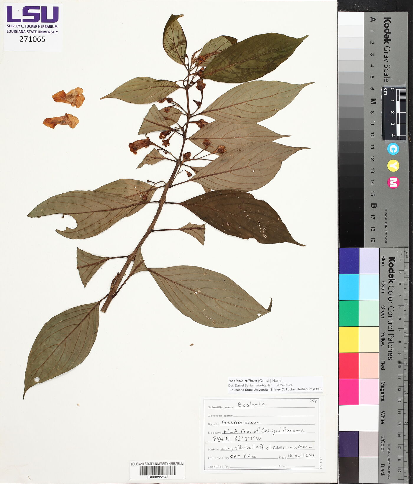 Besleria triflora image
