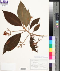 Saurauia montana image