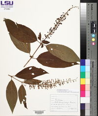Gonzalagunia rosea image