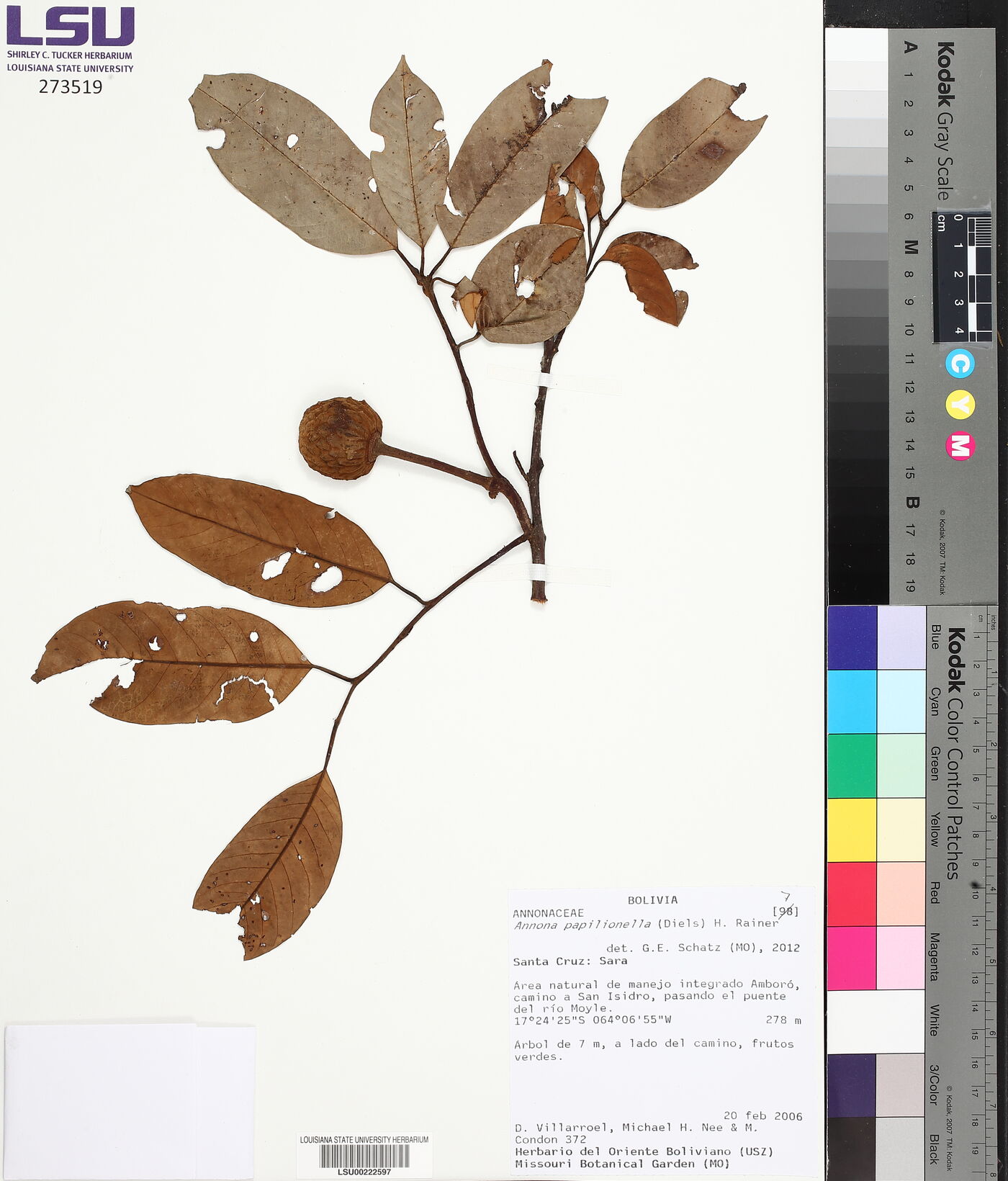 Annona papilionella image
