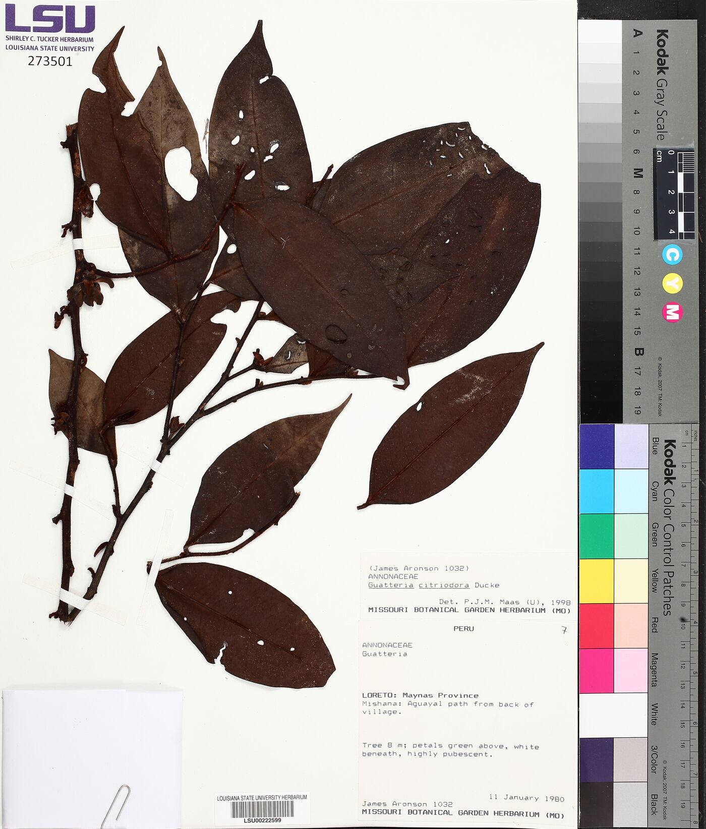 Guatteria citriodora image