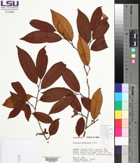 Annona jucunda image