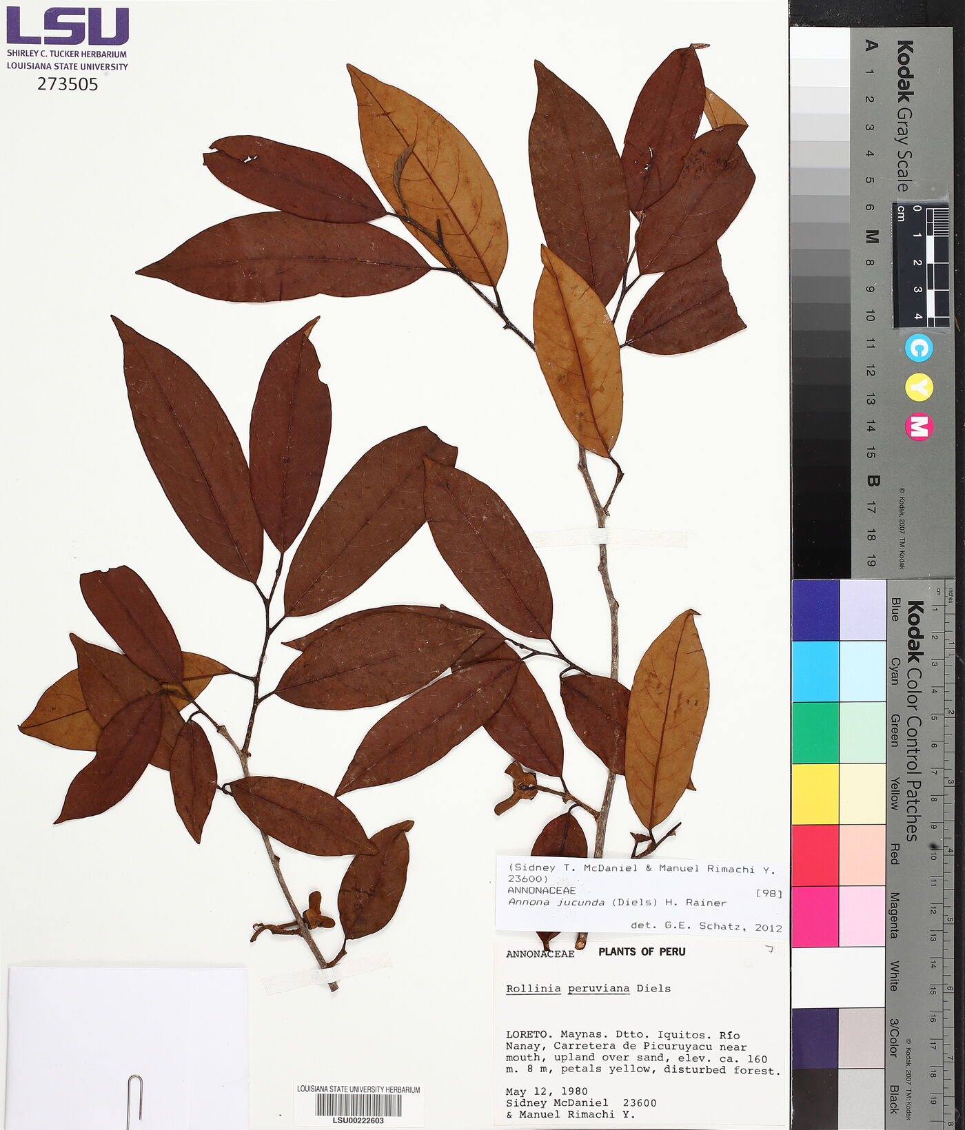 Annona jucunda image