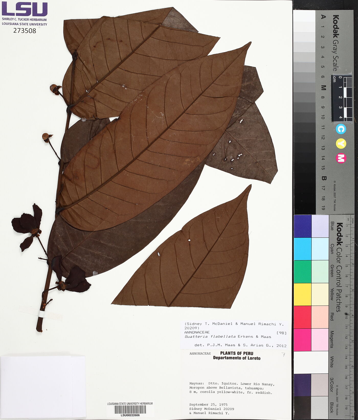 Guatteria flabellata image