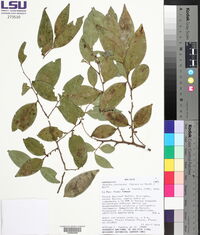 Oxandra espintana image