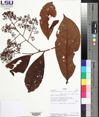 Ocotea insularis image