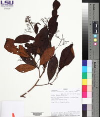 Ocotea insularis image