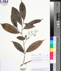 Ocotea insularis image