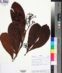 Ocotea insularis image