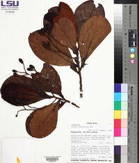 Ocotea endresiana image