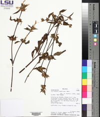 Dicliptera squarrosa image