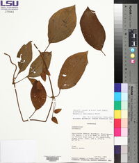 Media resource of Mendoncia neblinensis