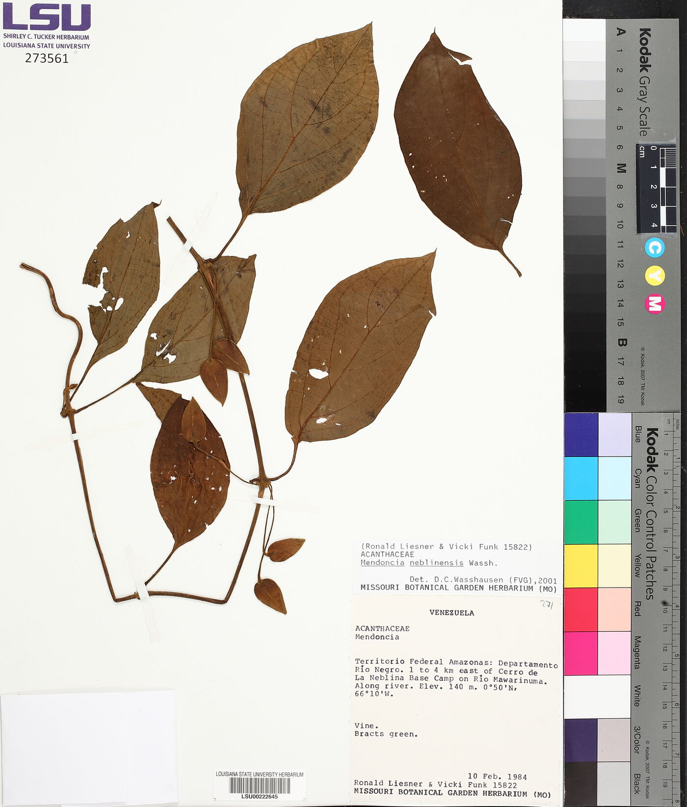 Mendoncia neblinensis image