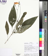 Ruellia boliviana image