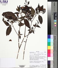 Justicia kuntzei image
