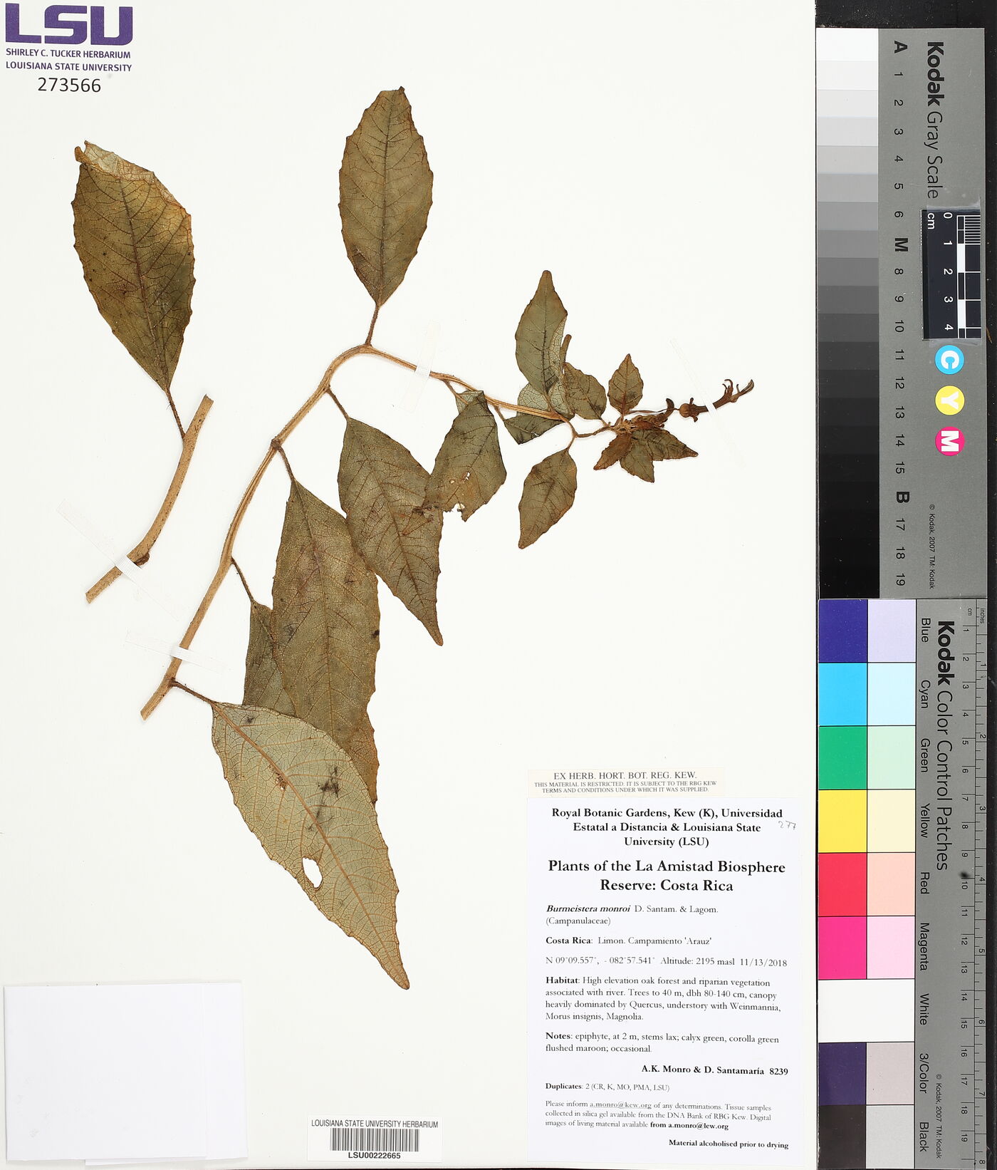 Burmeistera monroi image