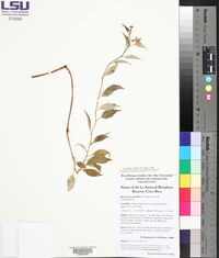 Burmeistera parviflora image