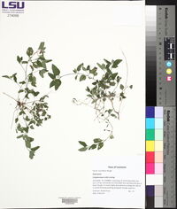 Calyptocarpus vialis image