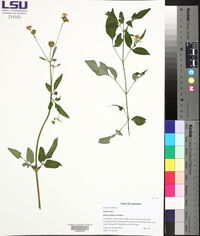 Bidens pilosa image