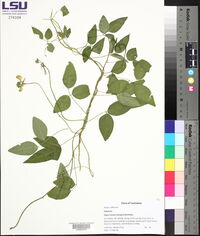 Vigna luteola image