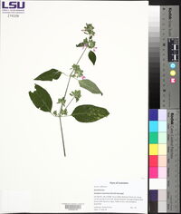 Dicliptera brachiata image