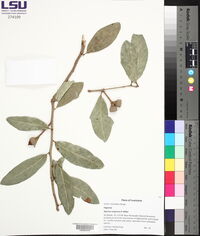 Quercus virginiana image