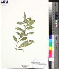 Ludwigia leptocarpa image