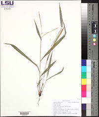 Paspalum langei image