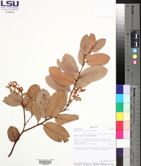 Gaultheria erecta image