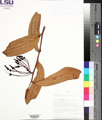 Psammisia ulbrichiana image