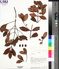Clusia triflora image