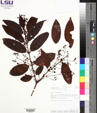 Vismia glabra image
