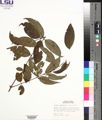 Vismia cayennensis image